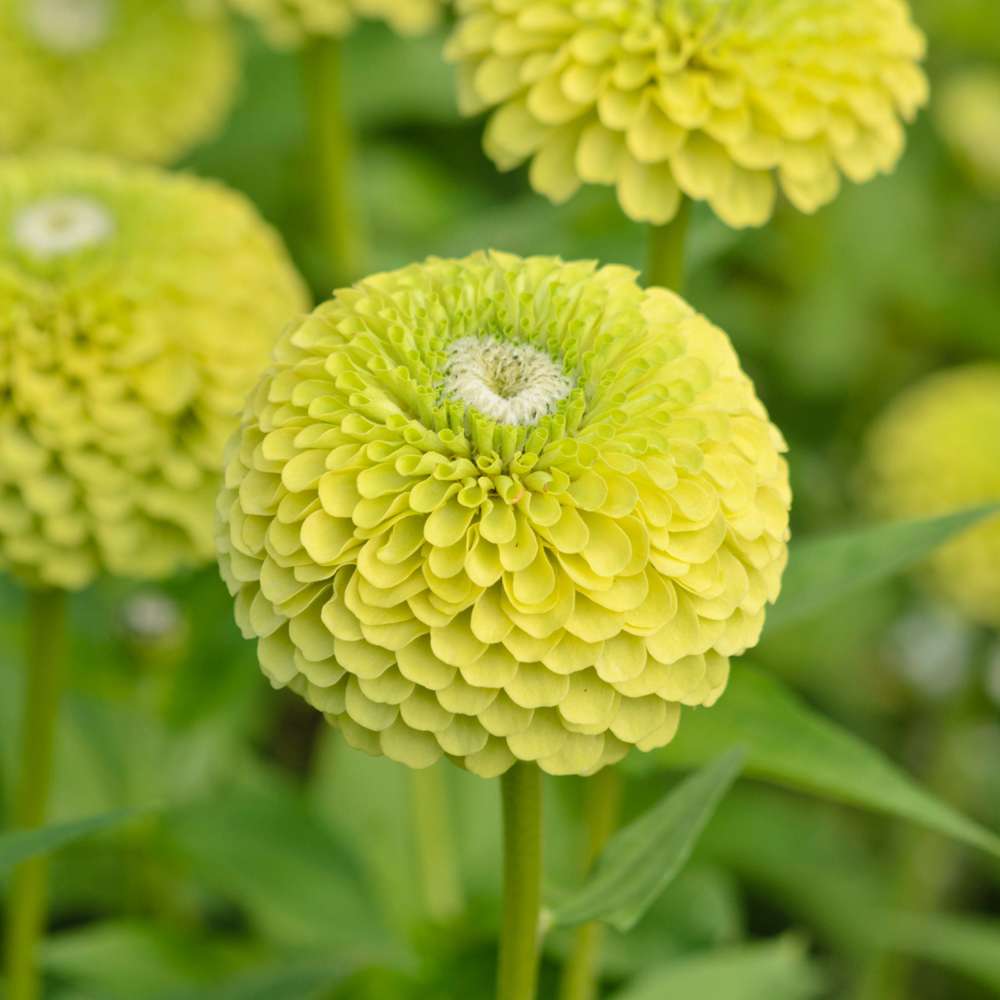 Zinnia 'Benarys Giant Lime' (frø)